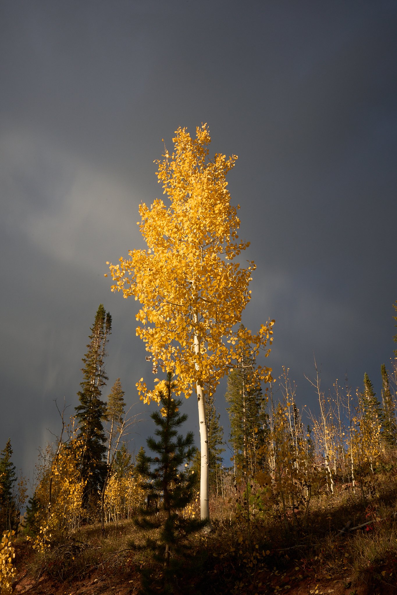aspen outside Aspen