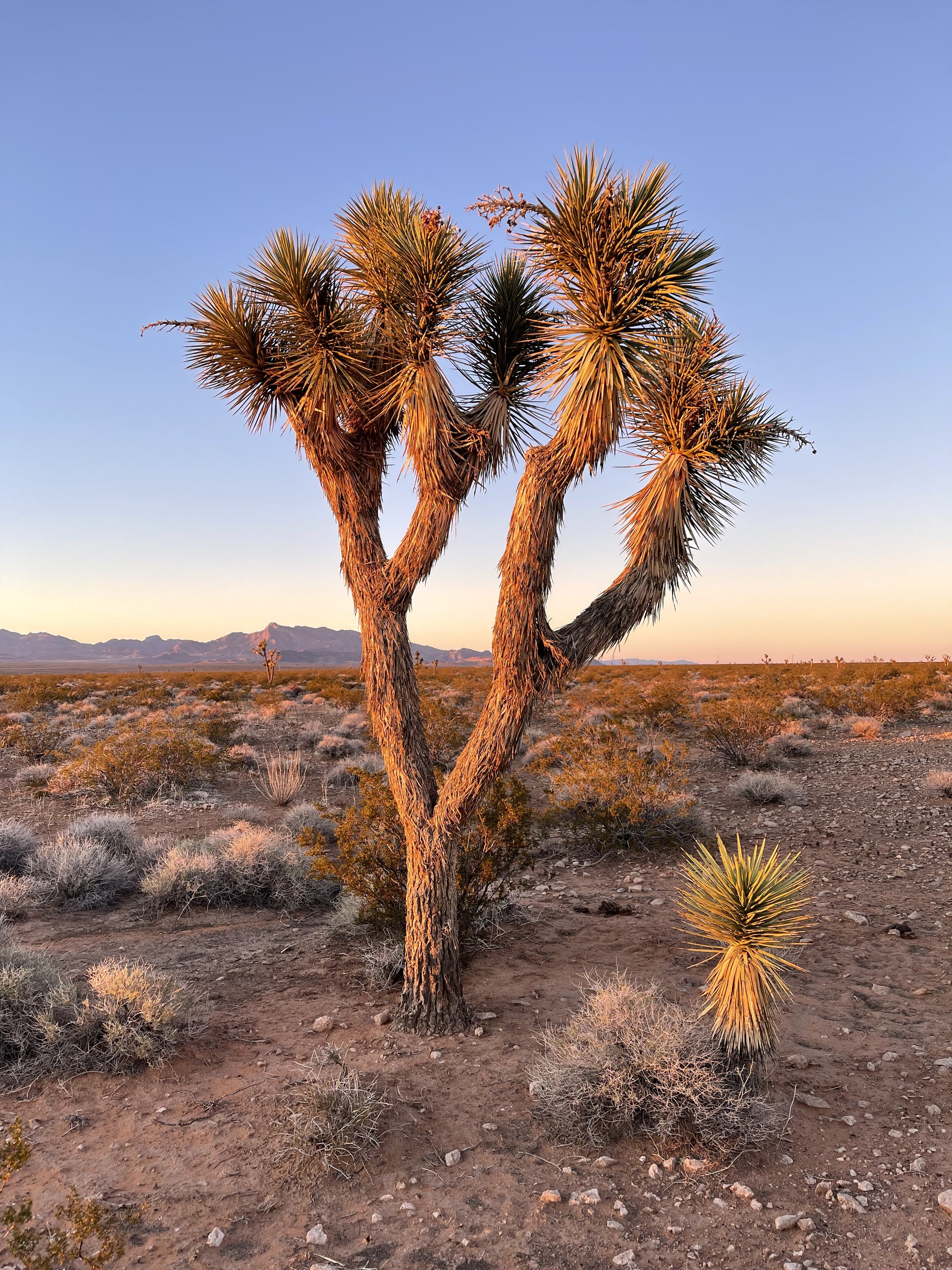 a Joshua tree
