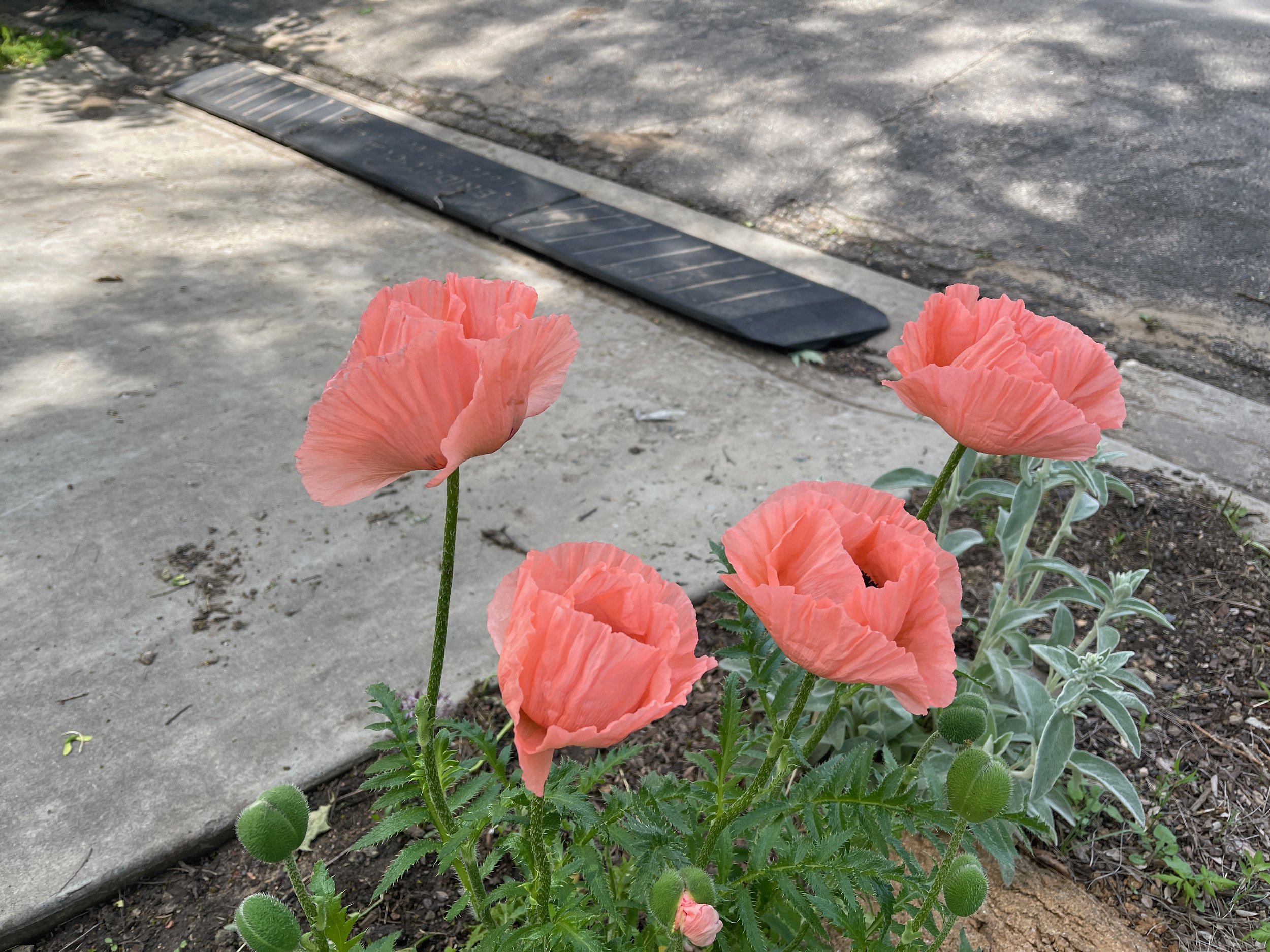 poppies