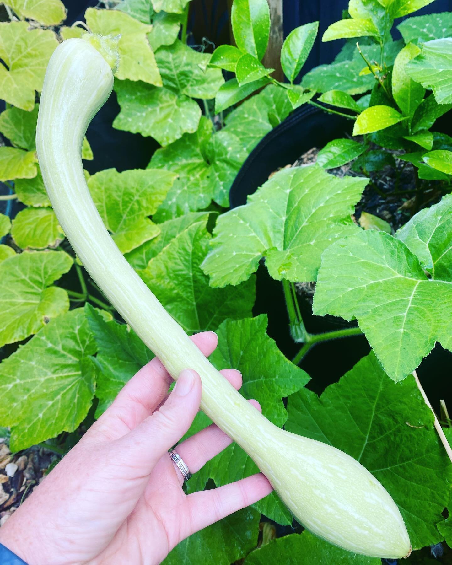 I think the veggie garden has been as confused about the weather as we have! 

I would normally start picking my zucchini&rsquo;s well before Christmas but am only just starting to now! 

Check out this heirloom variety &lsquo;Zucchini Tromboncino&rs