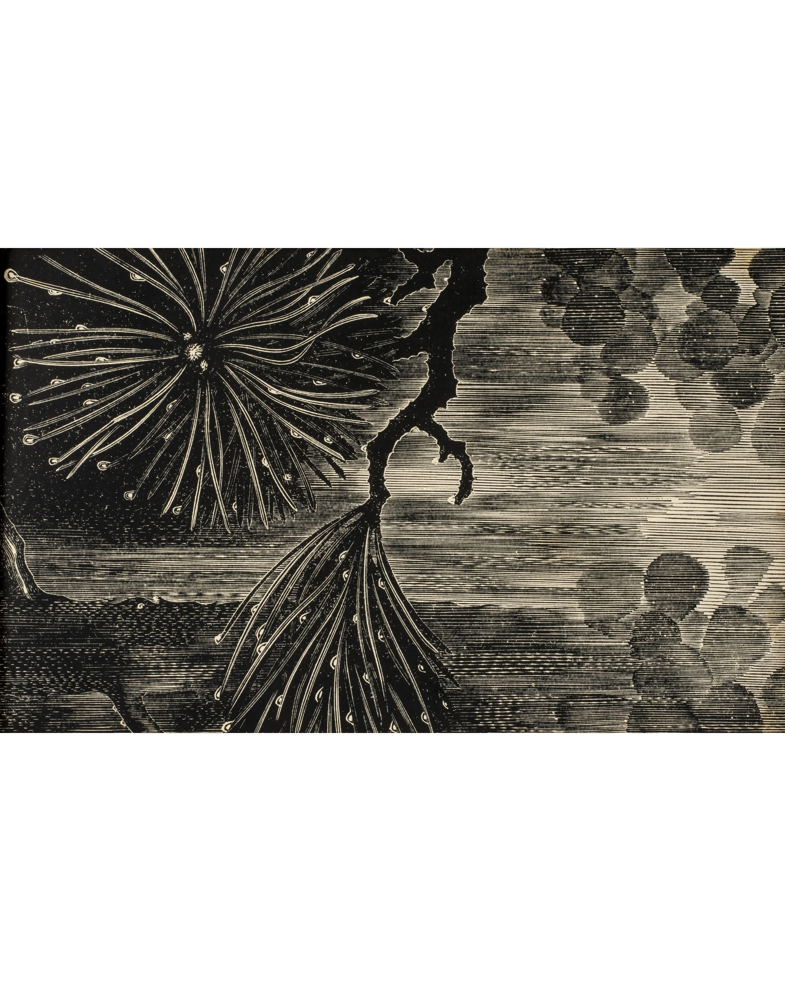 David Grose (1922-2016), “June”, Woodcut Engraving from Nature, Framed