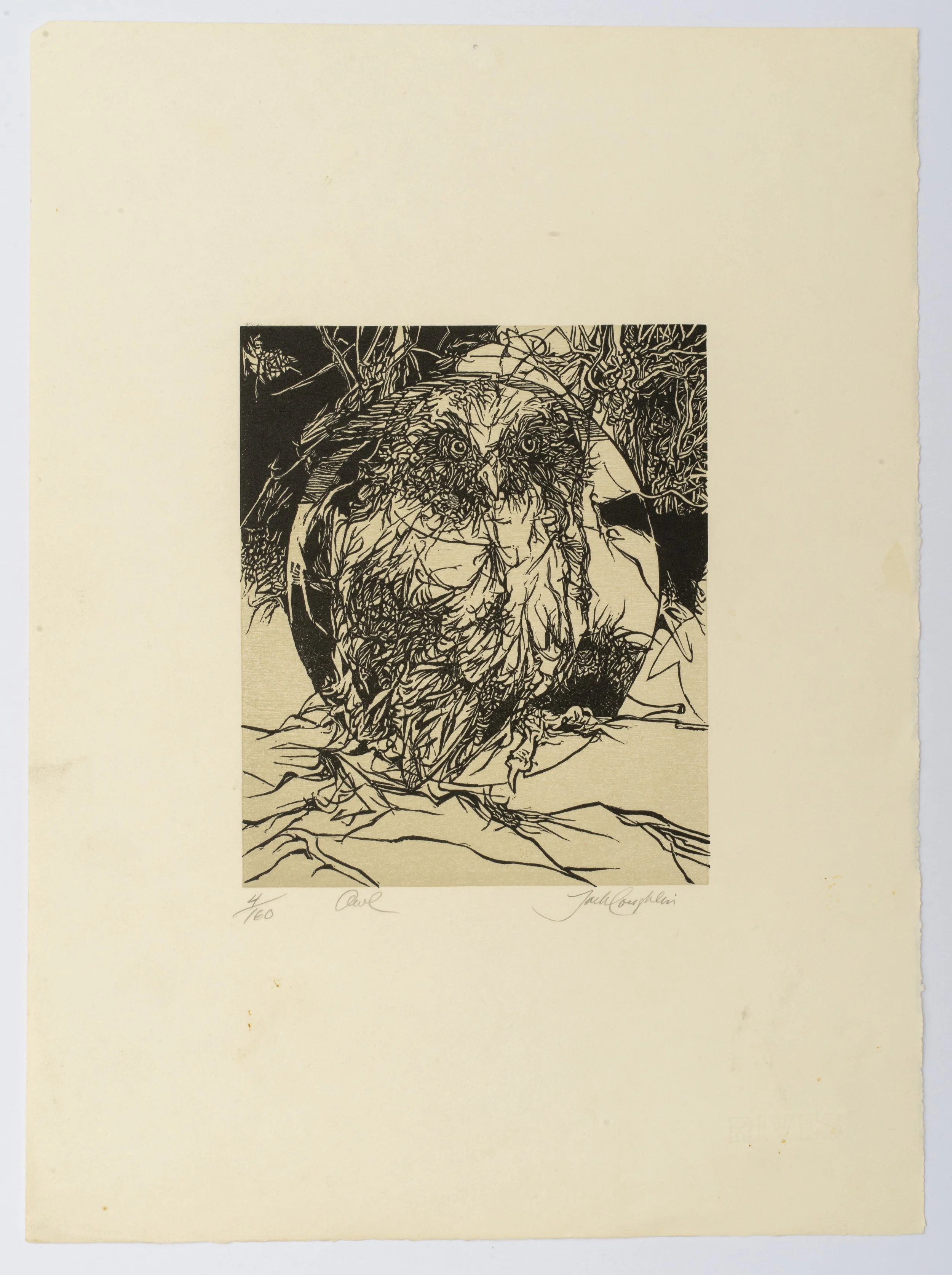 Owl.jpg