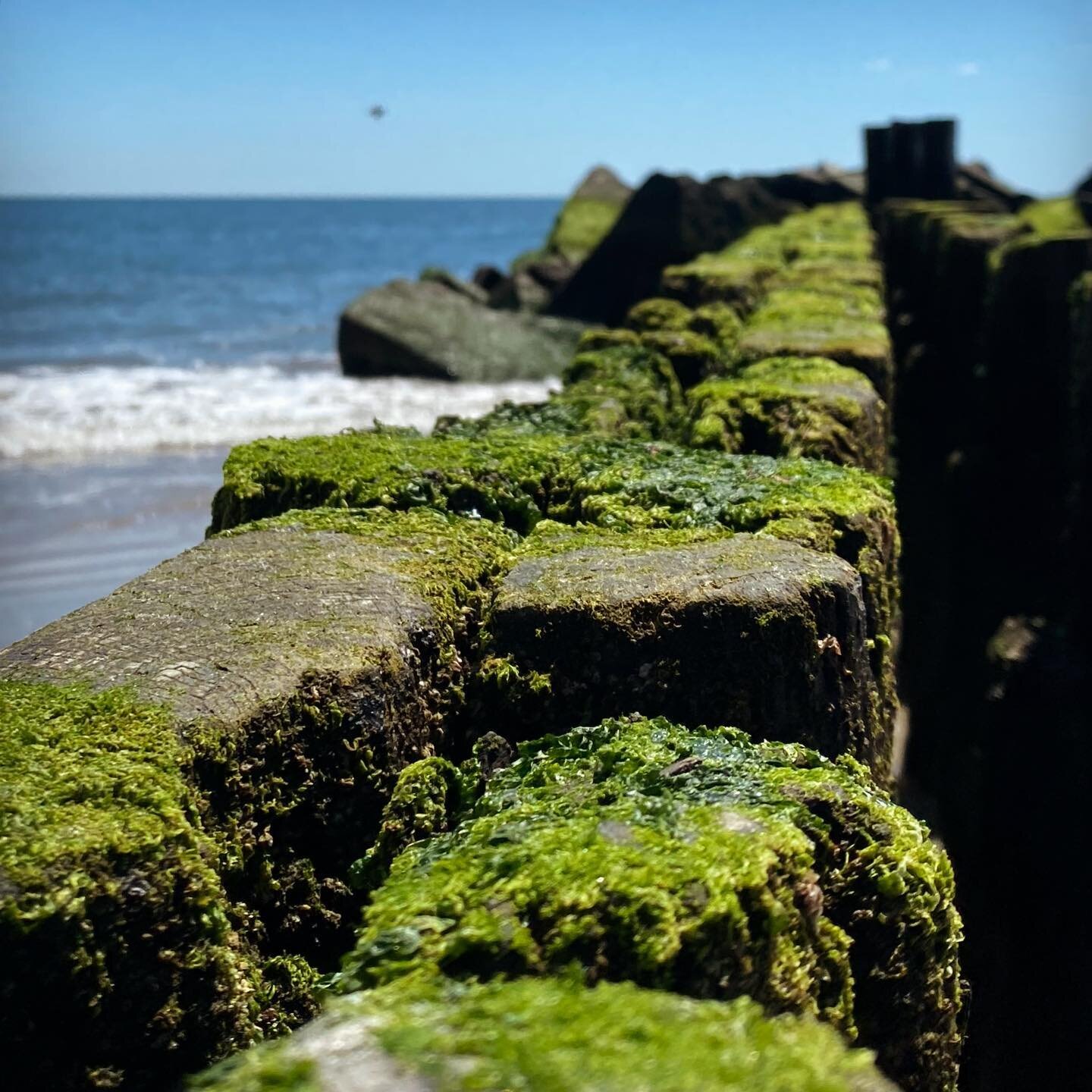 At the beach 

📷 iPhone 11 - May 2023

#beach #rocks #moss #ocean #coneyisland #sunburn #water #nyc