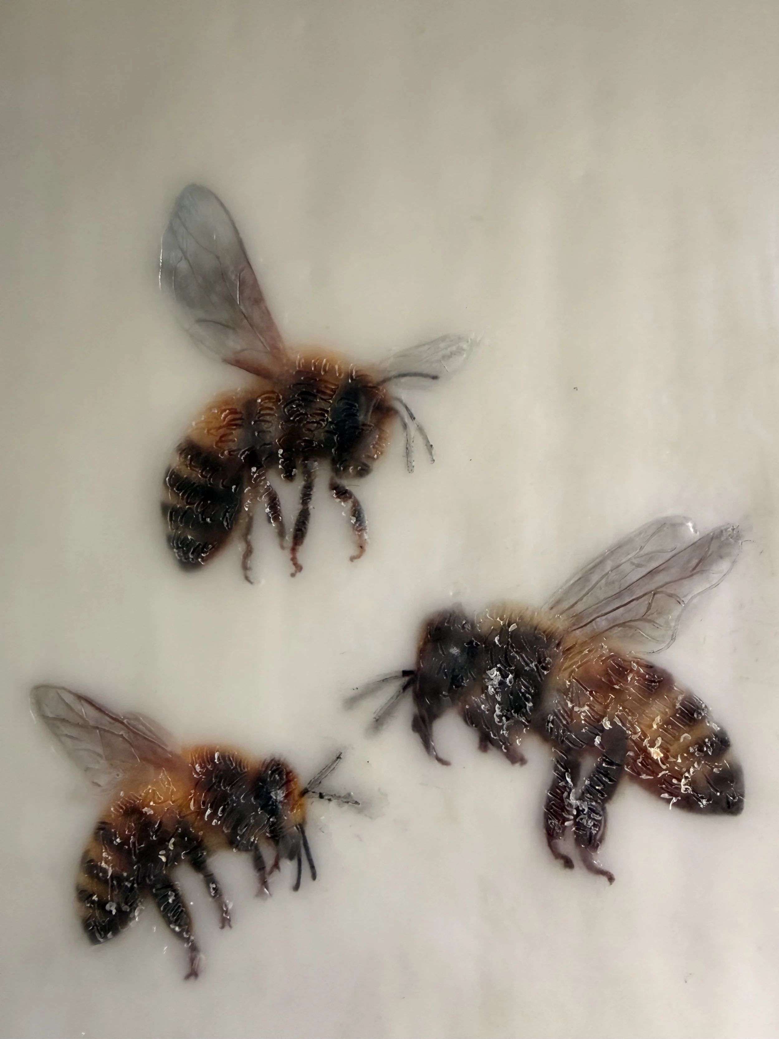 “Come Join Us #1 by Karen Canning. Contemporary encaustic wax and mixed media artwork featuring four realistic bees floating across a luminous cream background. Framed . 33 x 33 cm.”