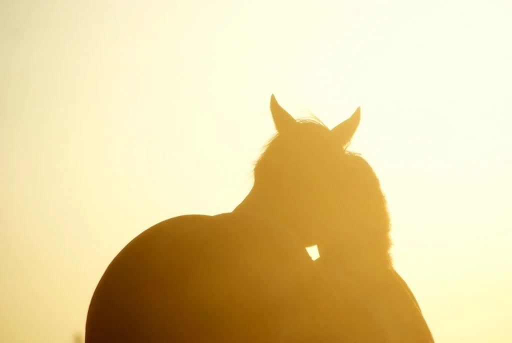 Faye Belle (by EDEN) (1).JPG