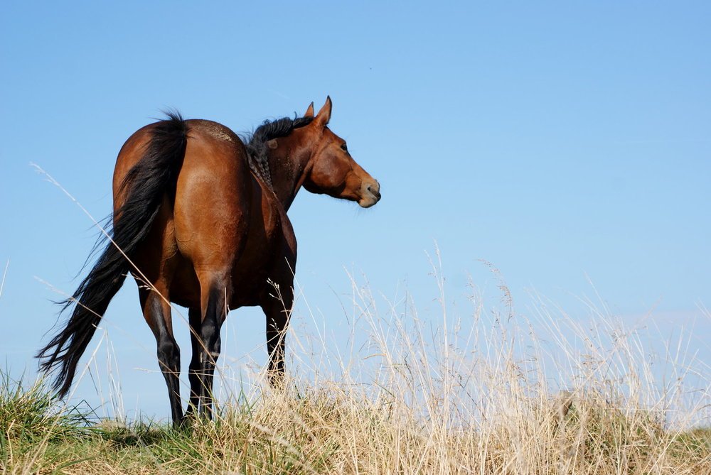 Faye Belle (by EDEN) (5).jpg