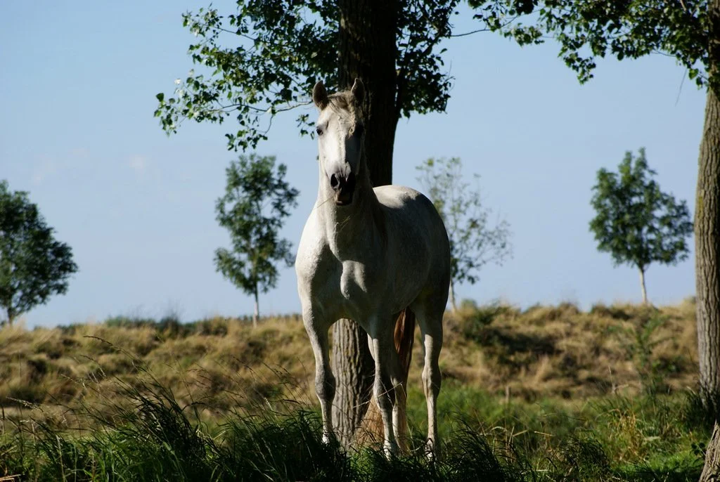 Pegasus (by EDEN) (2).JPG