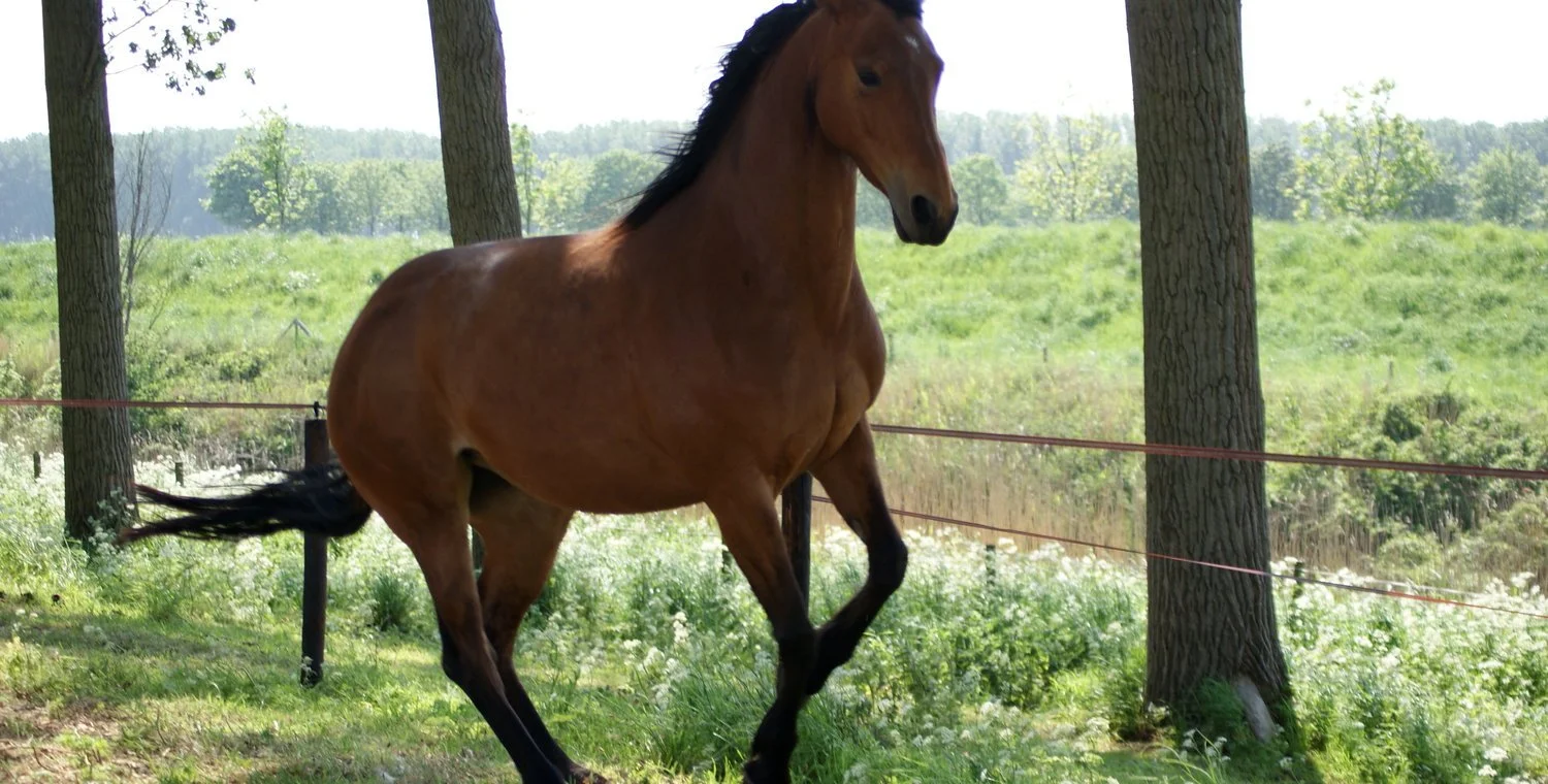 Faye Belle (by EDEN) (7).jpg