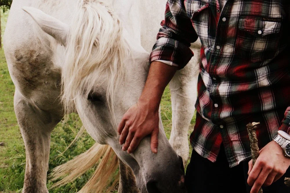 Pegasus (by EDEN) (4).jpg