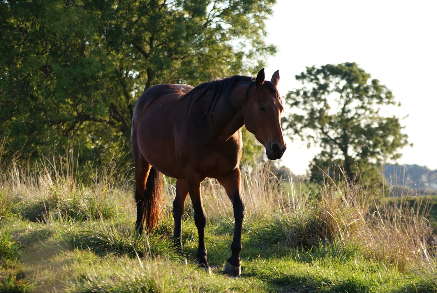 Faye Belle (by EDEN) (6).jpg