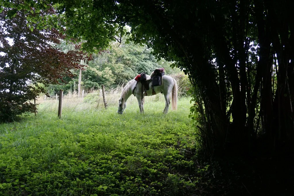 Pegasus (by EDEN) (6).JPG