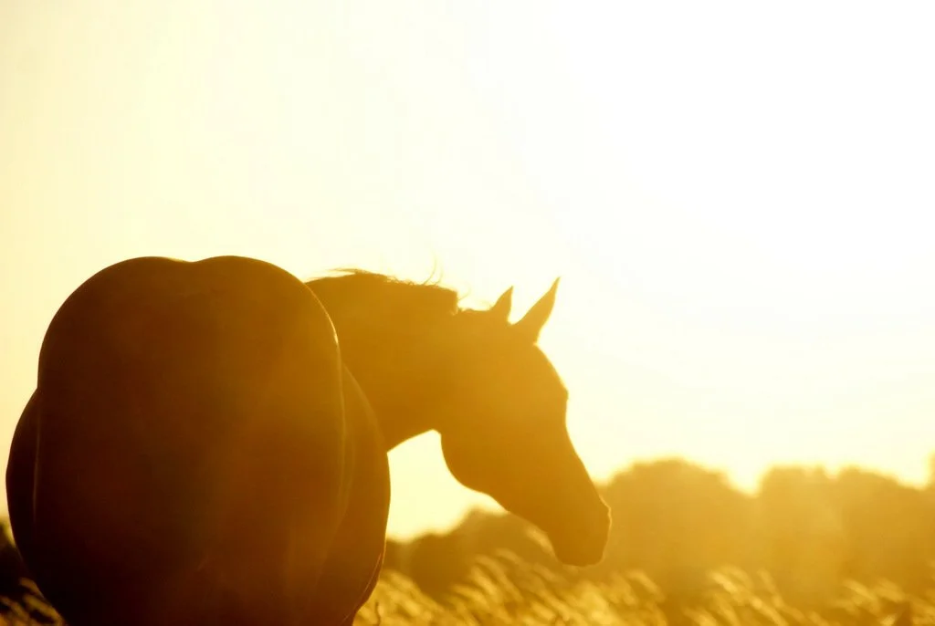 Faye Belle (by EDEN) (2).JPG