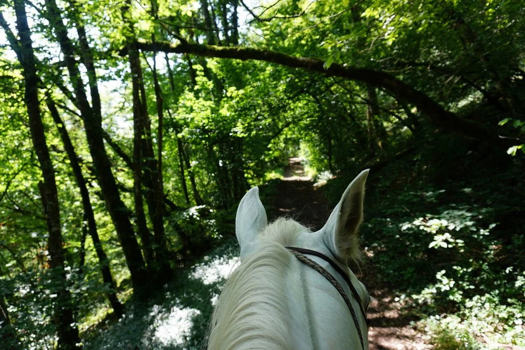 Pegasus (by EDEN) (5).JPG