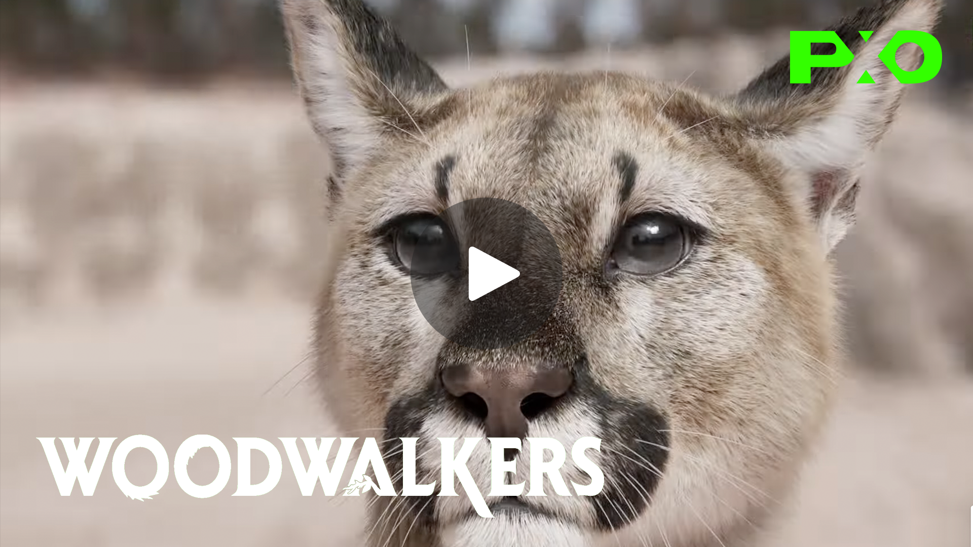 Creating Shapeshifters - Woodwalkers | VFX Behind-the-Scenes