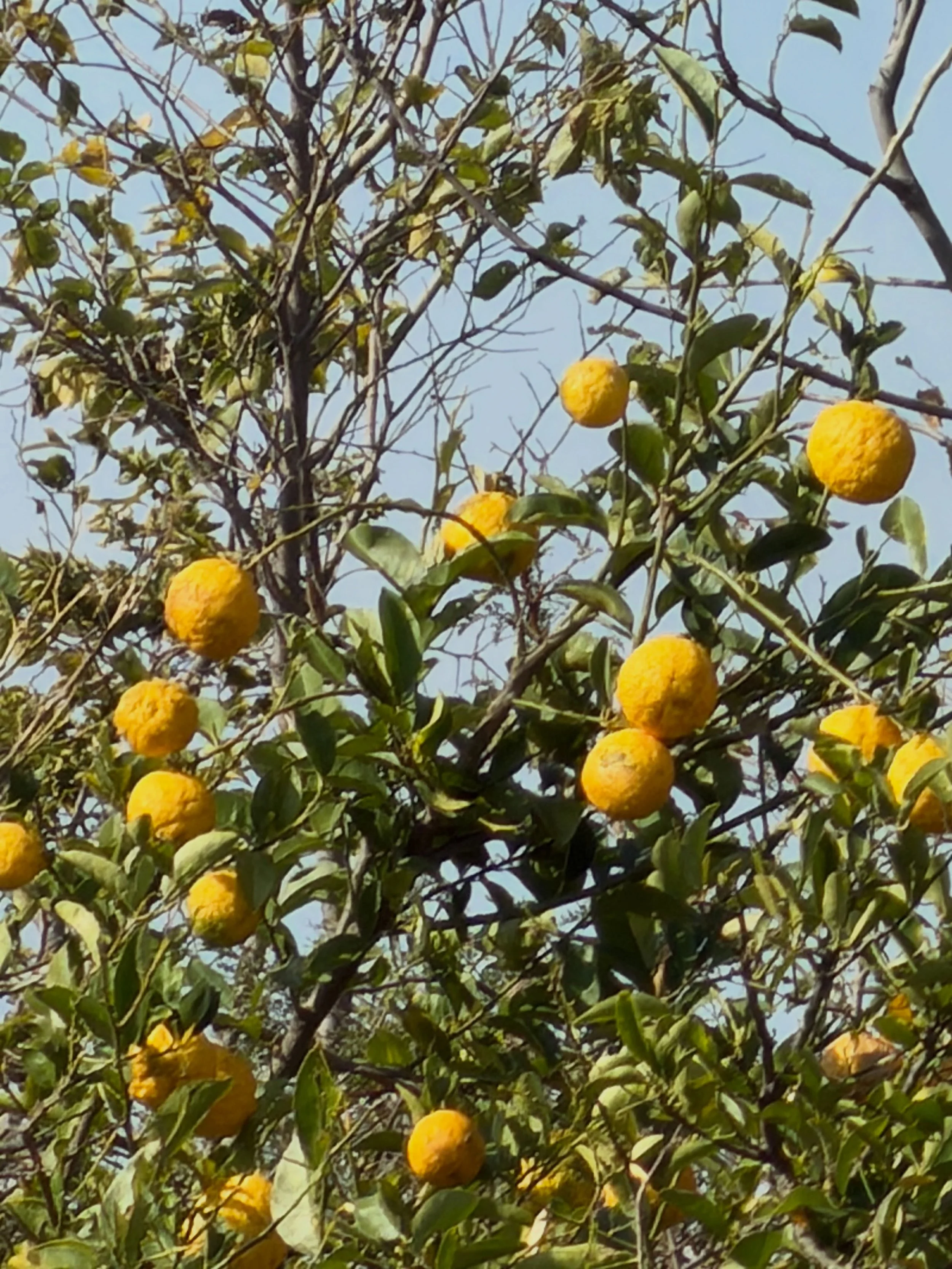 Delighted to see African lemons in the flesh😍. #southafricanlemons #lemons🍋 #gettinginspiration