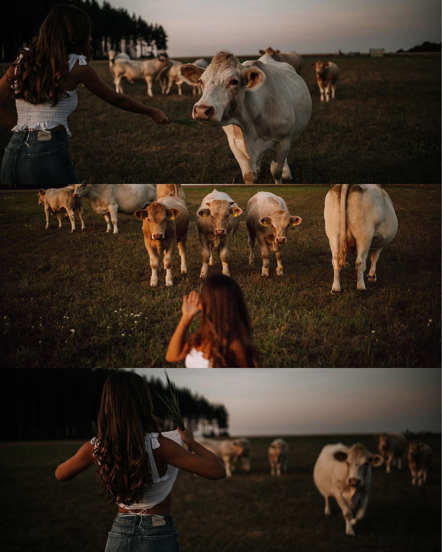 Cows &amp; blue hour 🐮🌚🌖

Still in love with this shoot! Can&rsquo;t wait to shoot with Jasmina again in May 💛!

Which one is your favorite?👀

Annnnnd most of all thank you for 10k! I know it is just a number but still that&rsquo;s a lot of peop