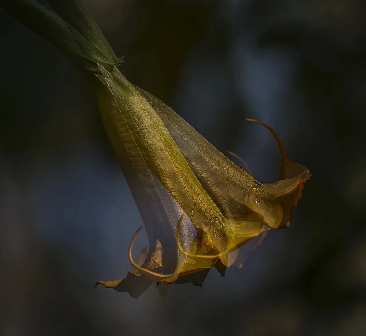 SS002-Golden trumpet flower.jpg