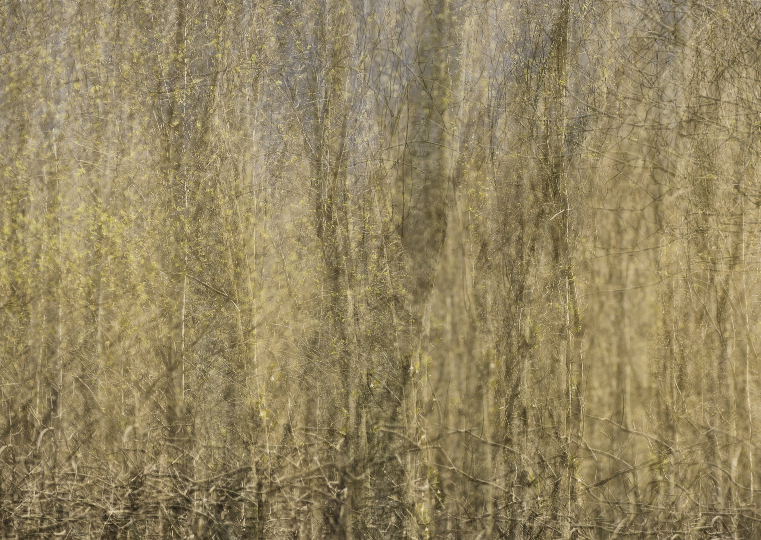 SS001-Wind Break.jpg