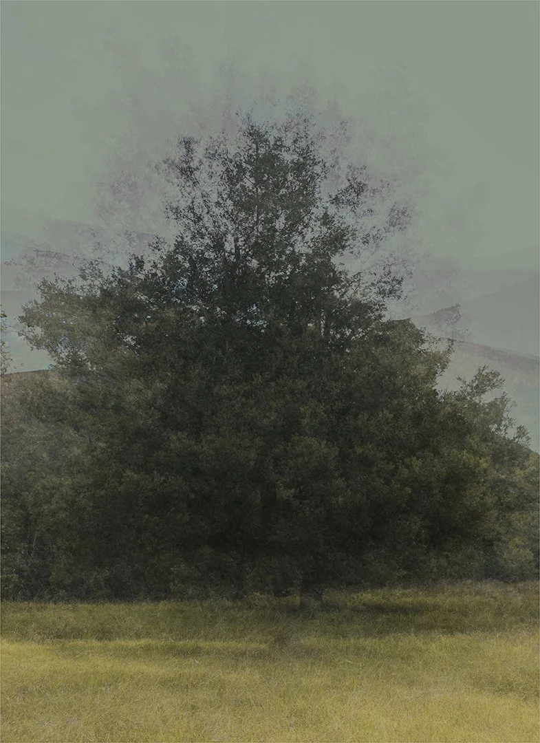 SS003-Tree 03.jpg