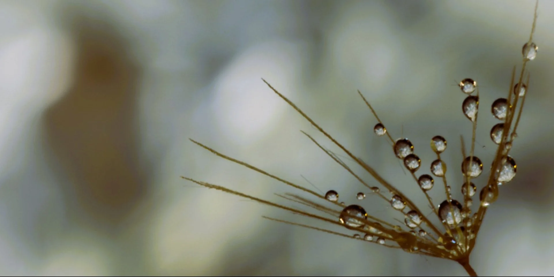 SS001-Water droplets.jpg