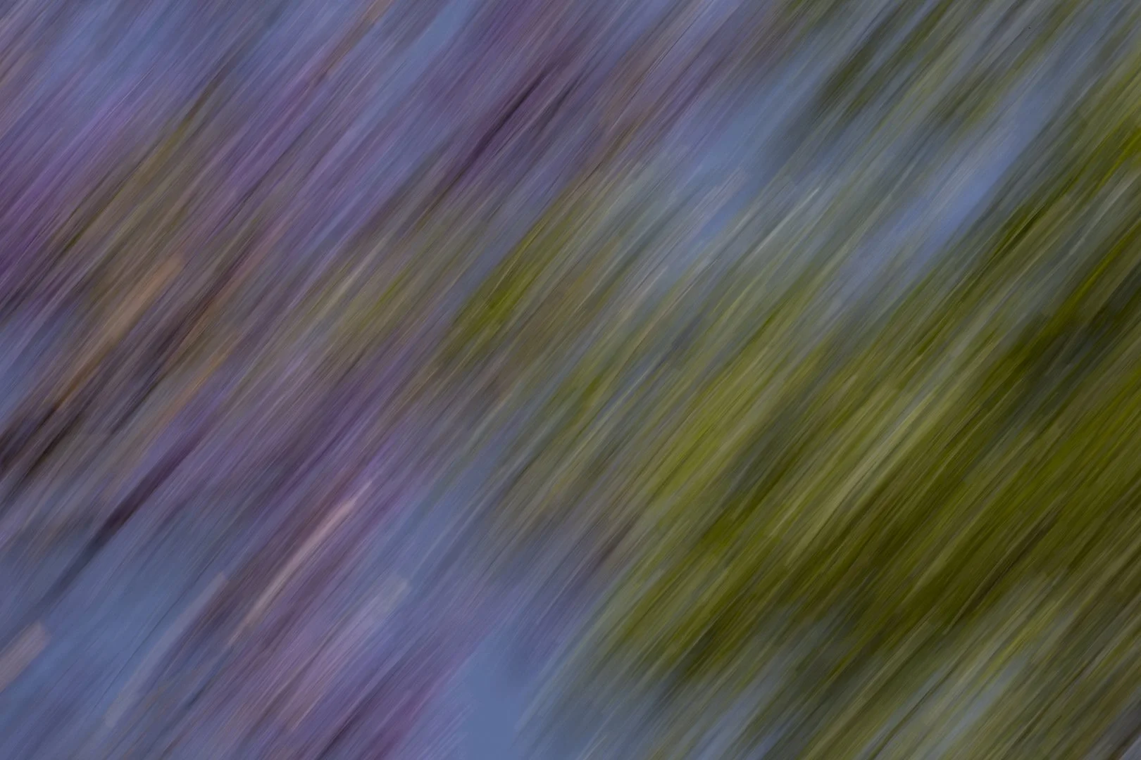 SS002-Spring is here.jpg