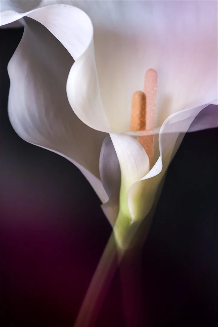 SS001-Seeing double.jpg