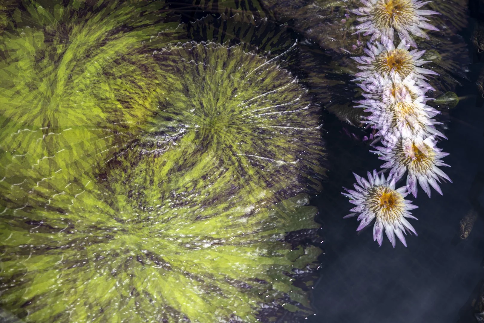 SS002-Round and round we go..jpg