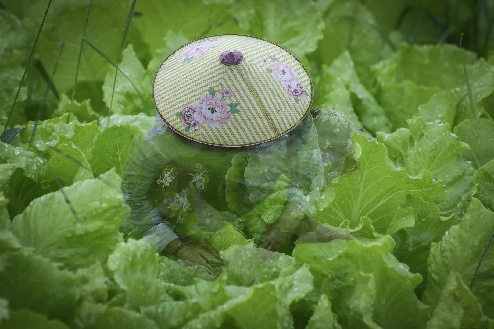 SS003-Emersed in Lettuce.jpg