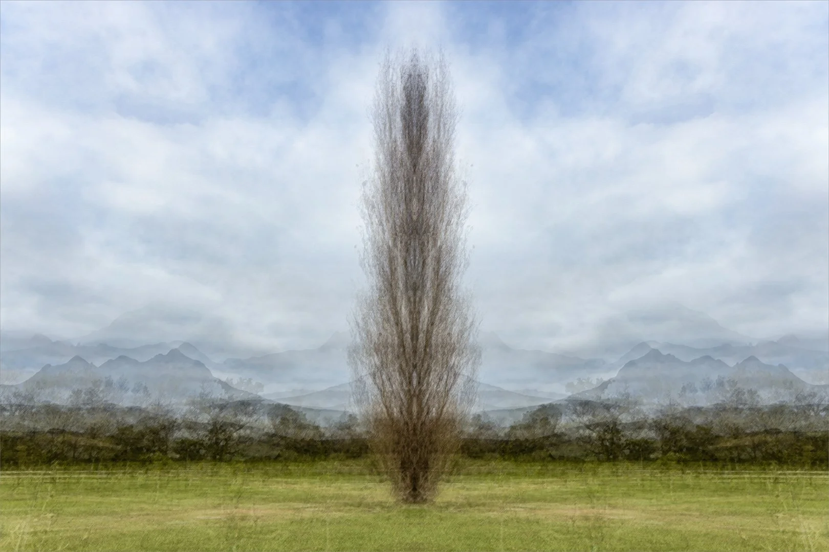 SS001-ST Popular Poplar.jpg