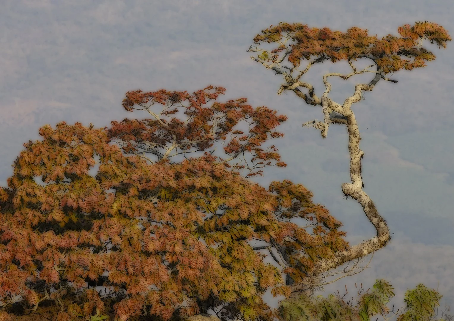 SS003-Orton effect.jpg