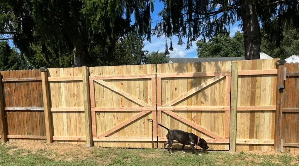 A black dog with a pink collar sniffing grass in front of a wooden fence and gate, with trees in the background.