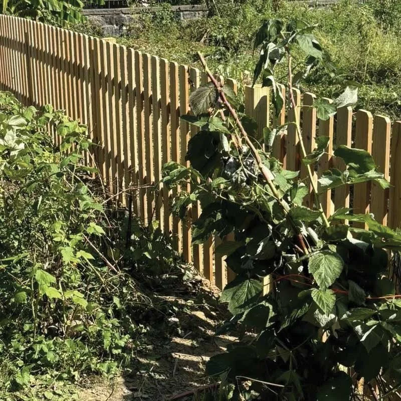 A garden with a wooden fence, various green plants, and a large leafy vine growing along the fence.