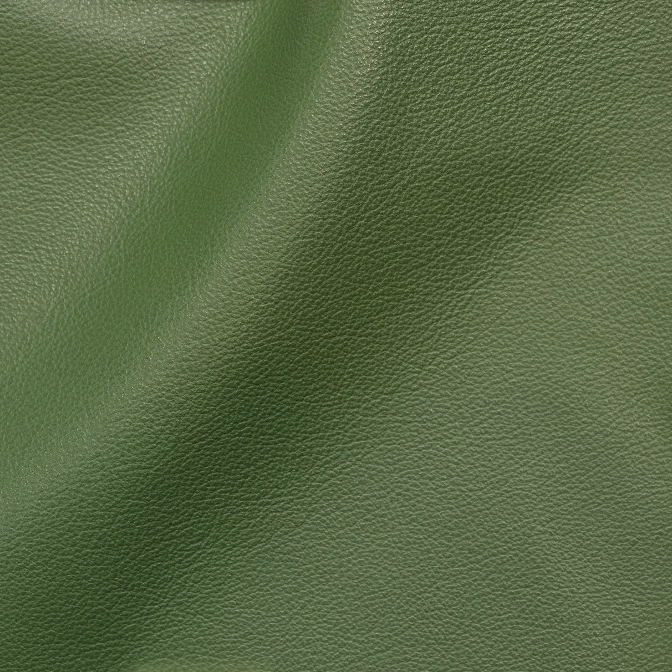 Fern