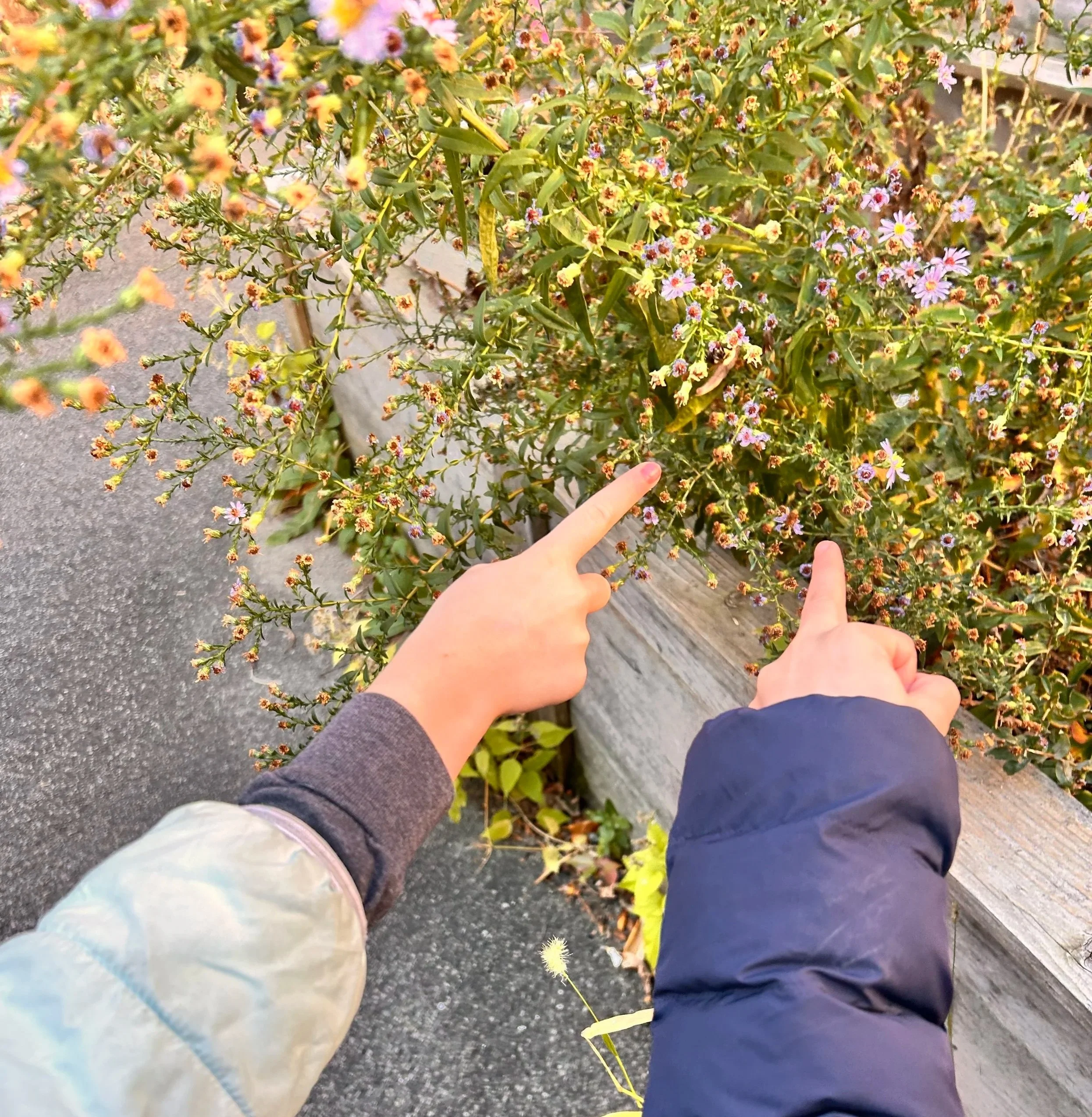 We're Hiring: Afterschool Assistant Garden Educator