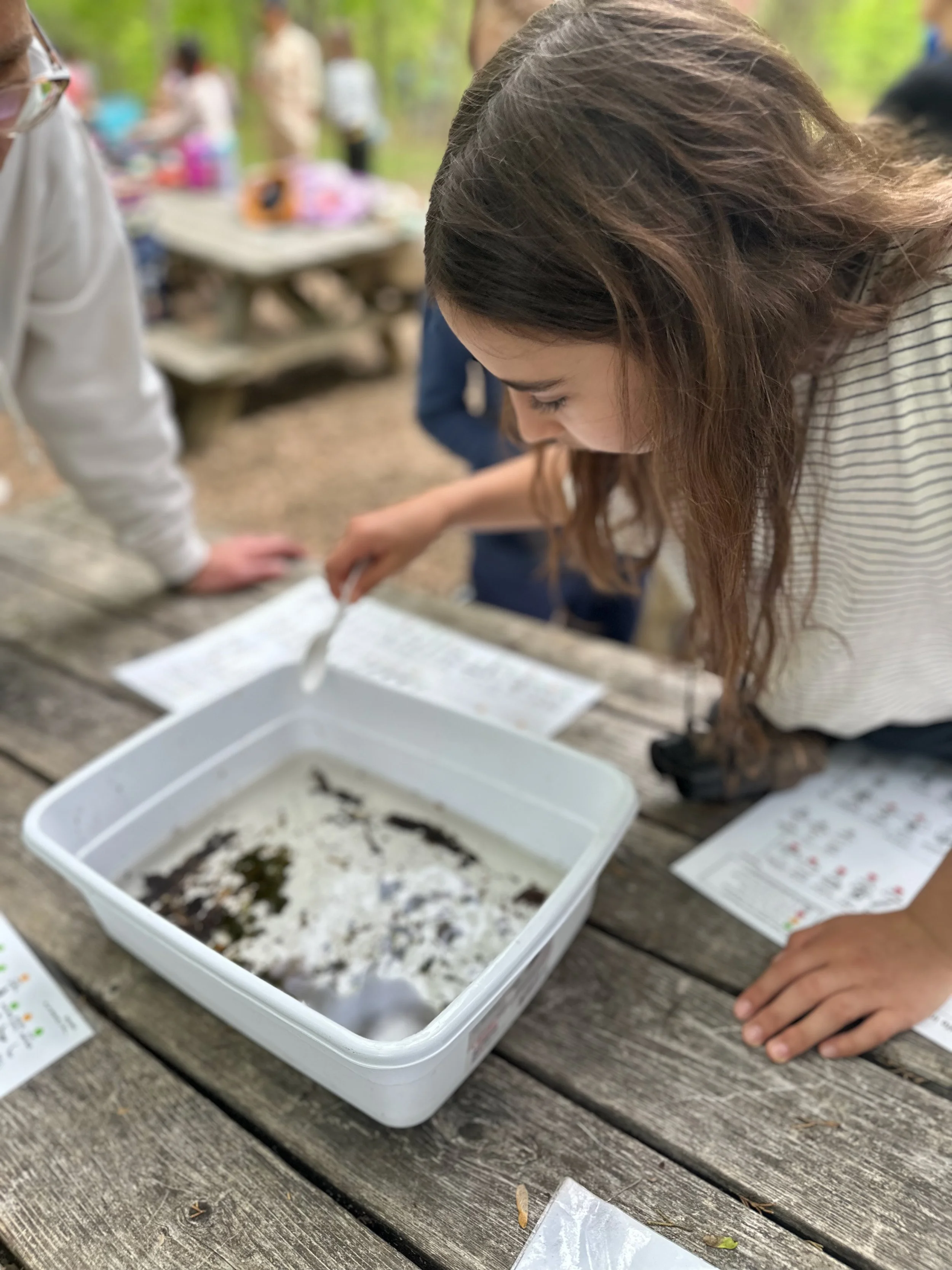 A young girl leaning over a wooden picnic table, observing a container of water with small aquatic creatures, during an outdoor educational activity.