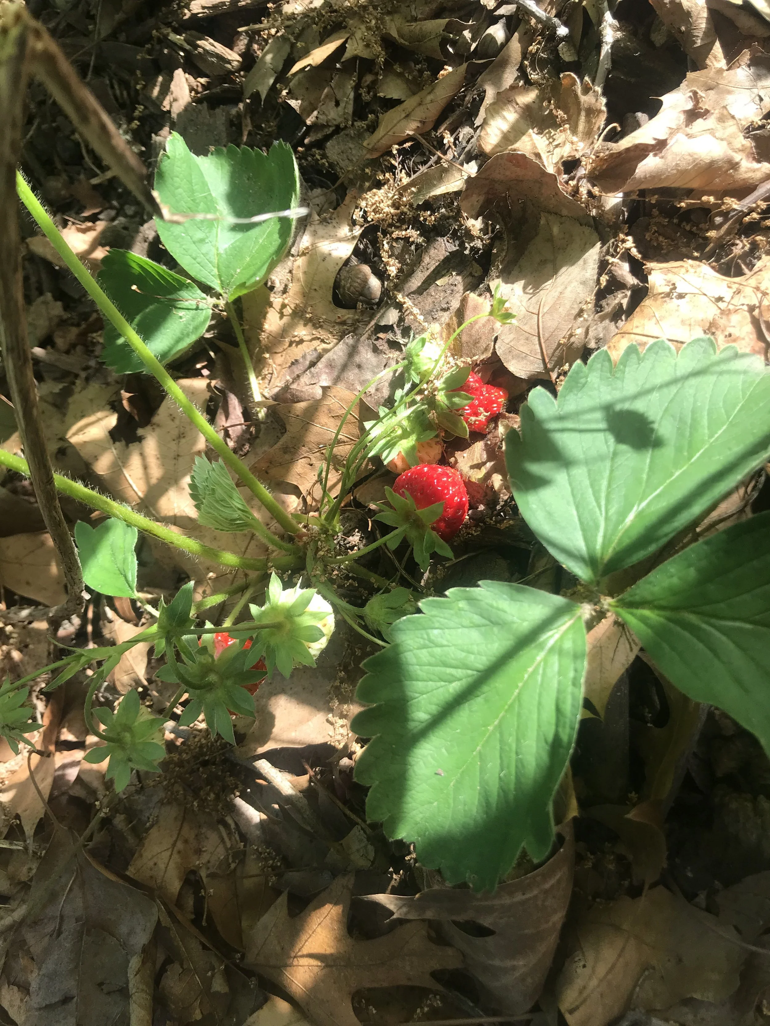 Photos in Messages (5).jpg