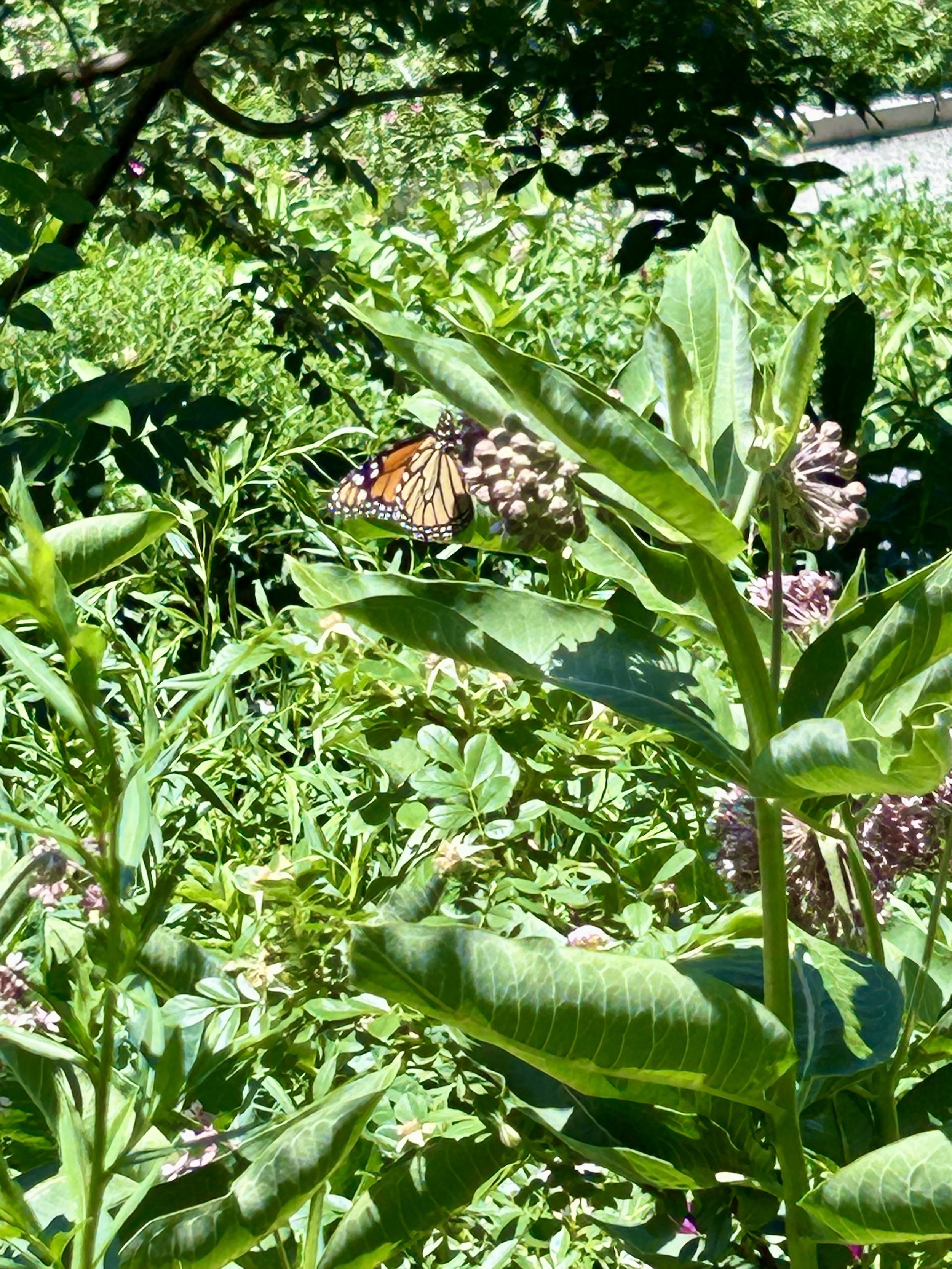 Monarch at BBG.jpg (Copy)