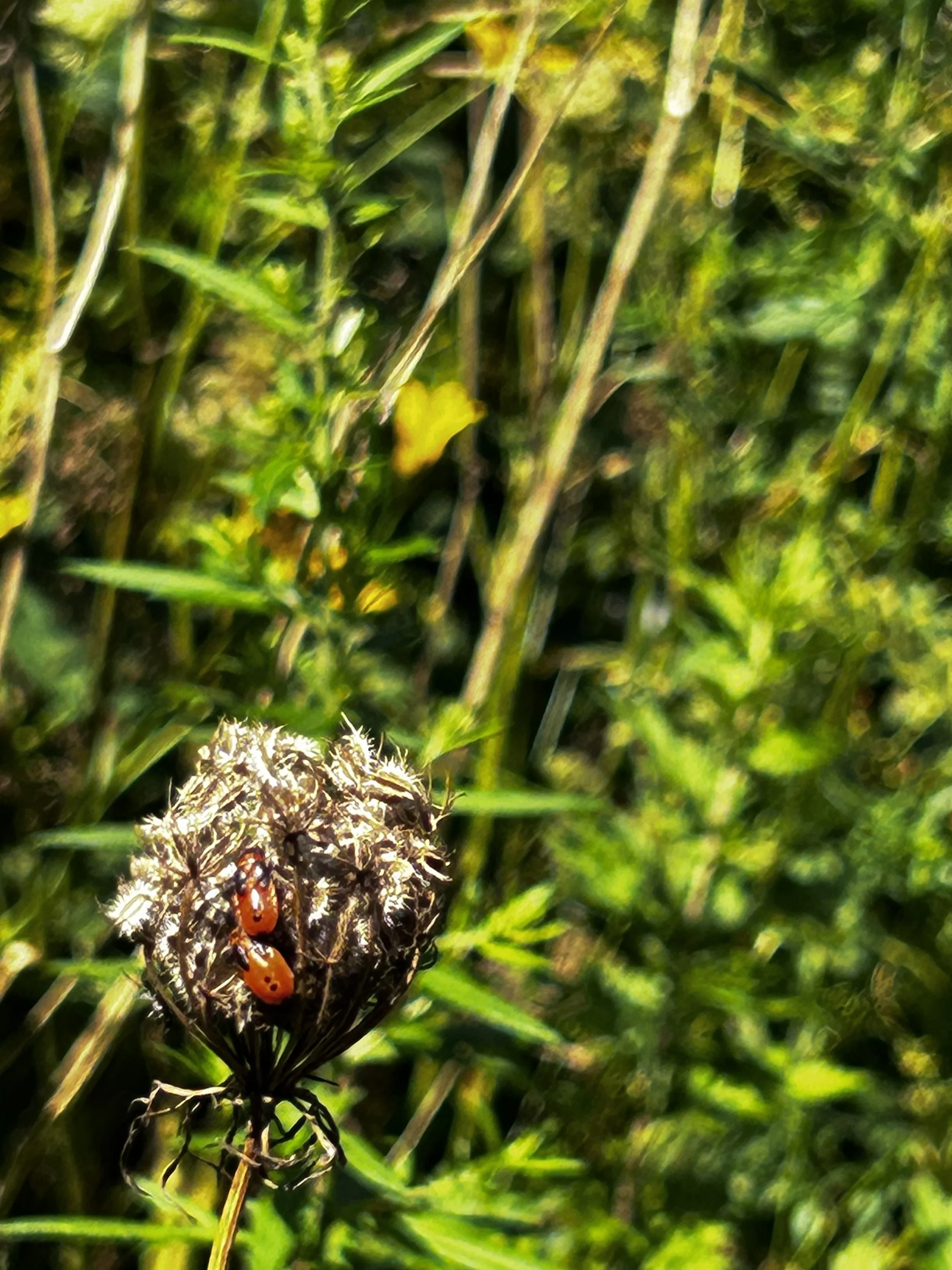 IMG_5036 2.jpeg