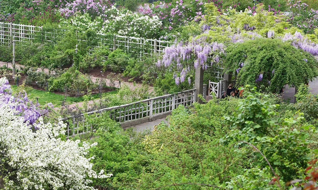 wisteriatop_marieviljoen.jpg