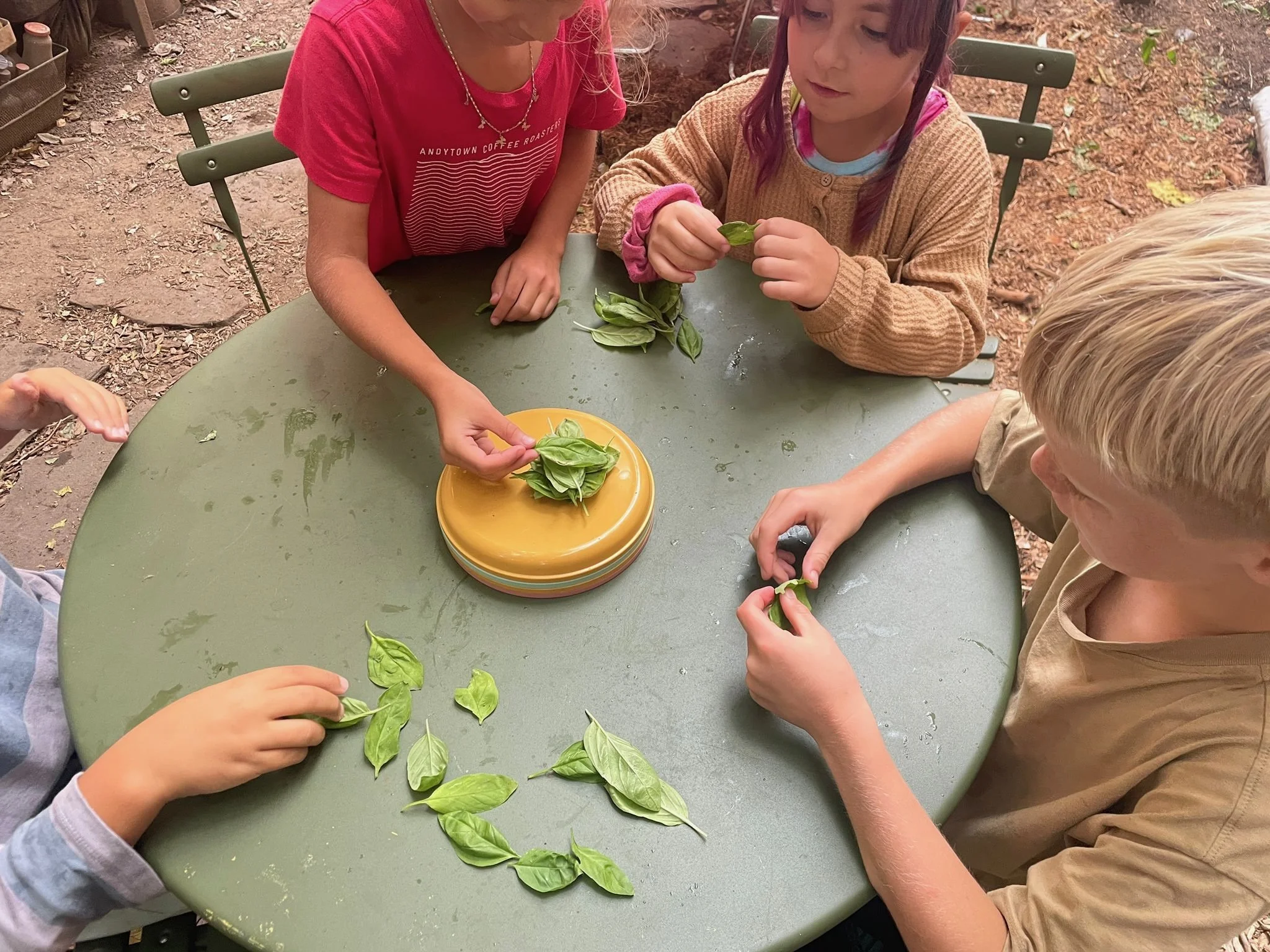 Children gathered around a green outdoor table, handling fresh basil leaves, with some leaves on the table and a yellow container in the center.