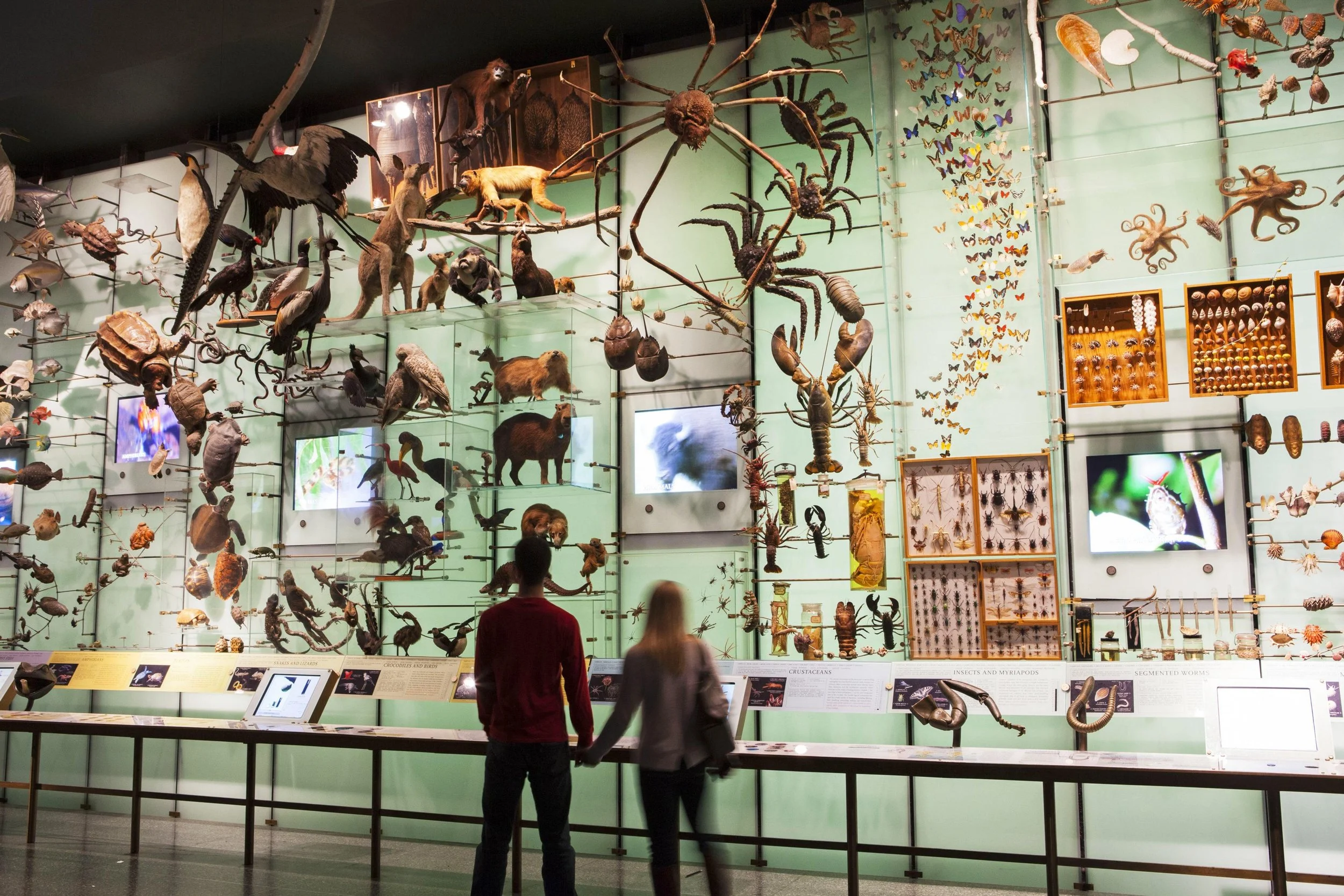 americanmuseumofnaturalhistory_marleywhite_9638_a5d1114b-9fdb-5c63-40e4d2ebbac0c6bc.jpg (Copy)
