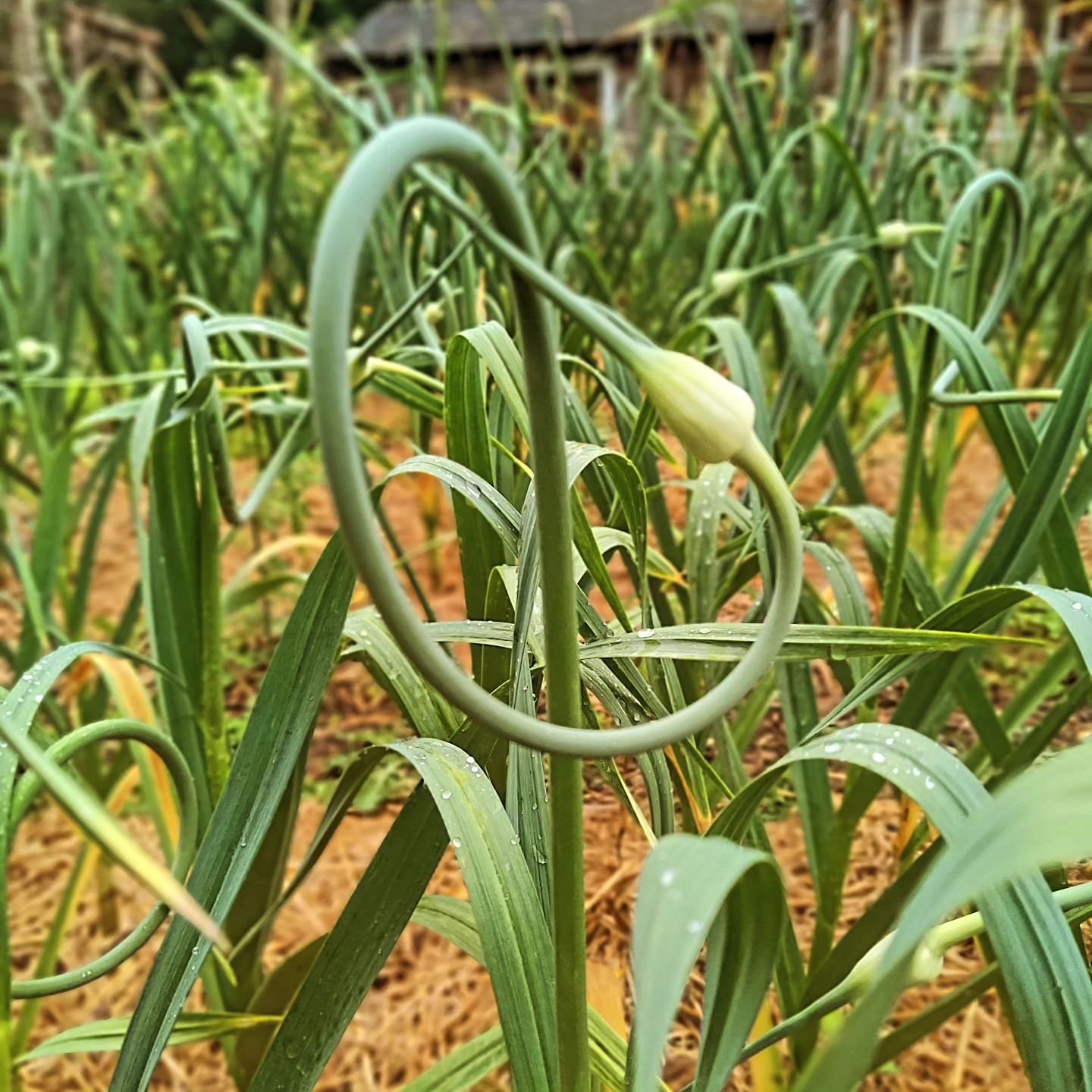 Spring did it's thing, and summer is here in full swing!

The Mrs over @theseededhomesteader planted these allium gems last fall, in preparation for this year's seasonal menus, along with a bounty of other fresh veg coming soon!

We're busy pickling,