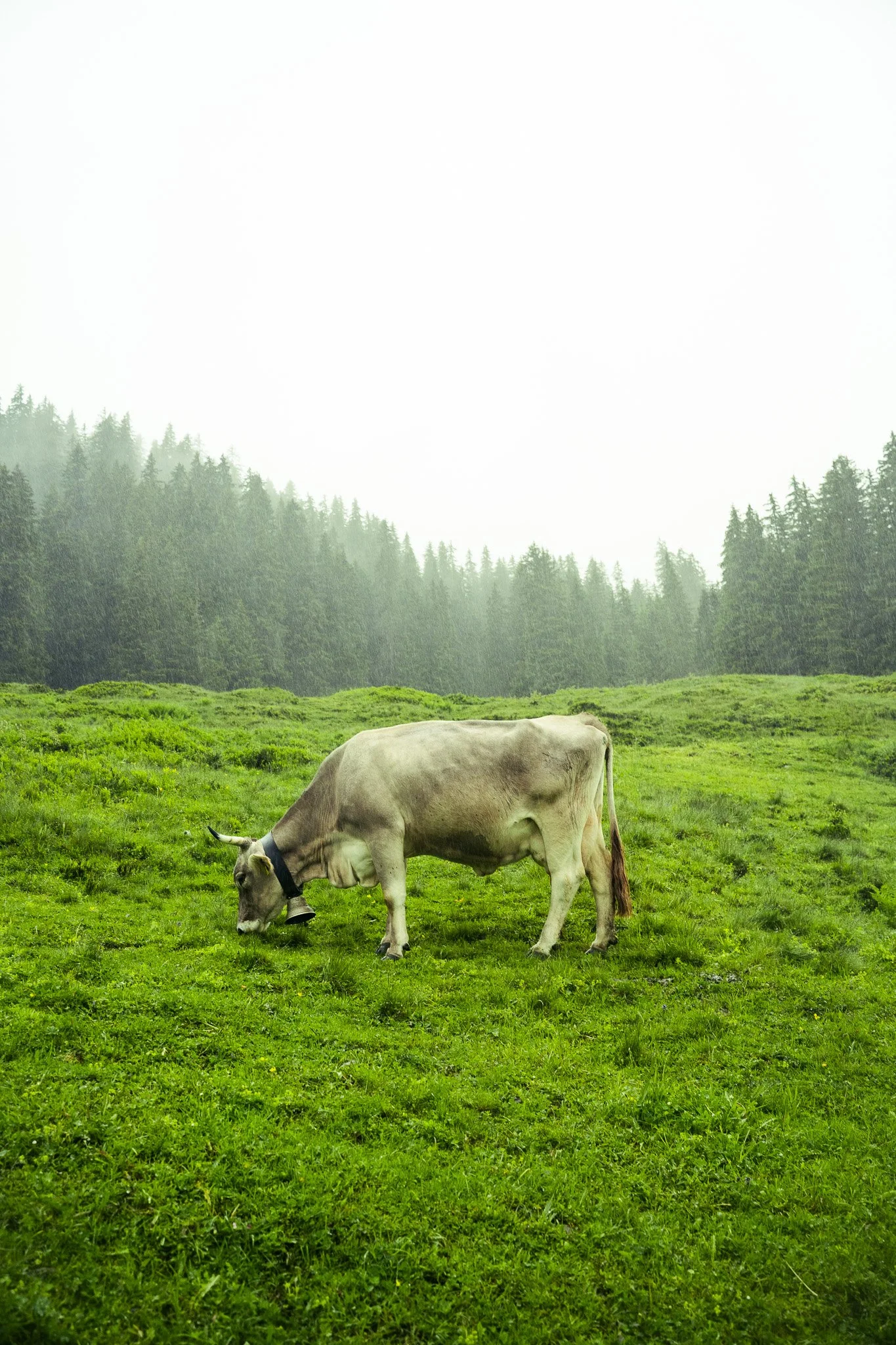 Sony A7 III - 20240621_03047.jpg