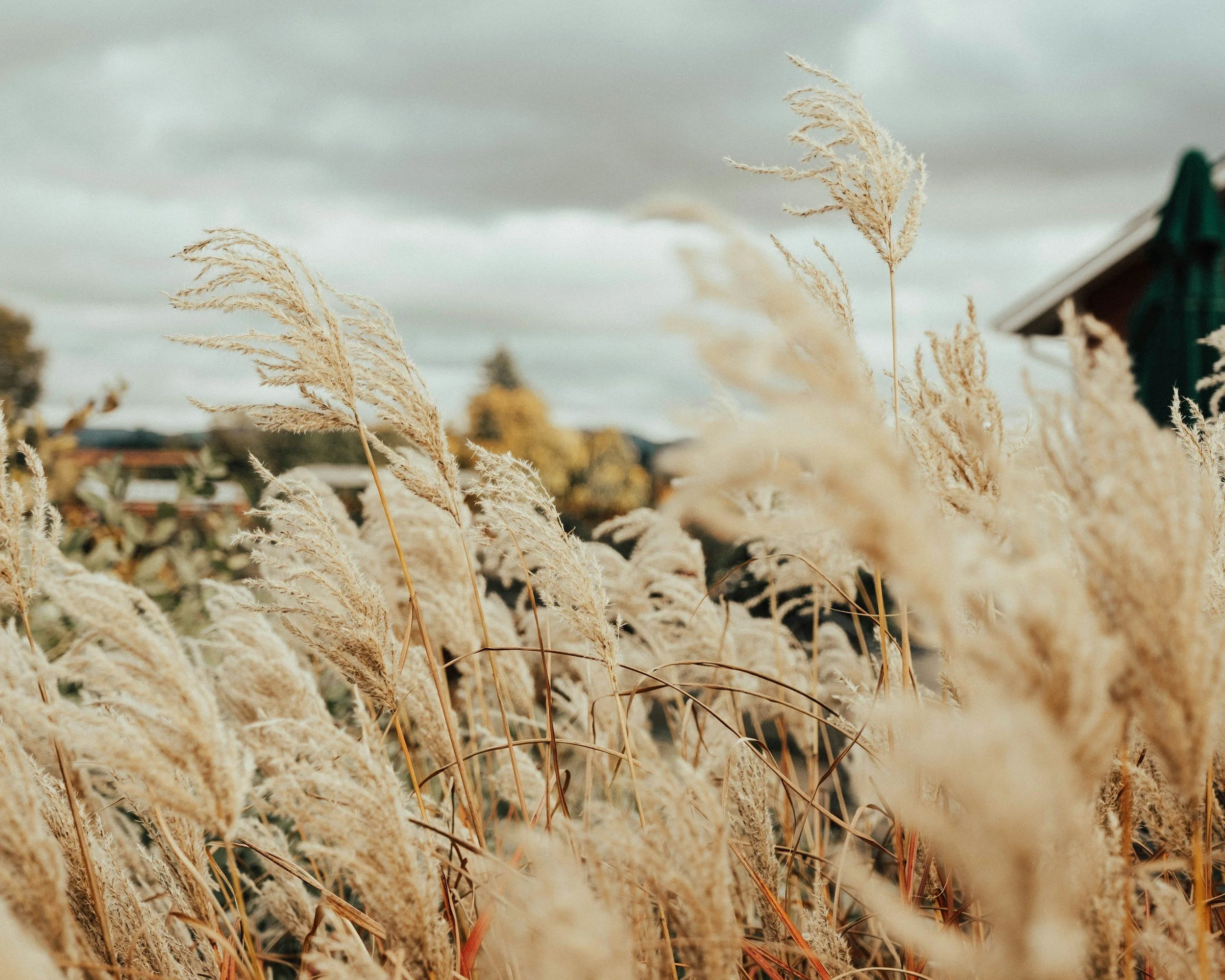 Warum der Herbst seit jeher eine Zeit des Rückzugs ist