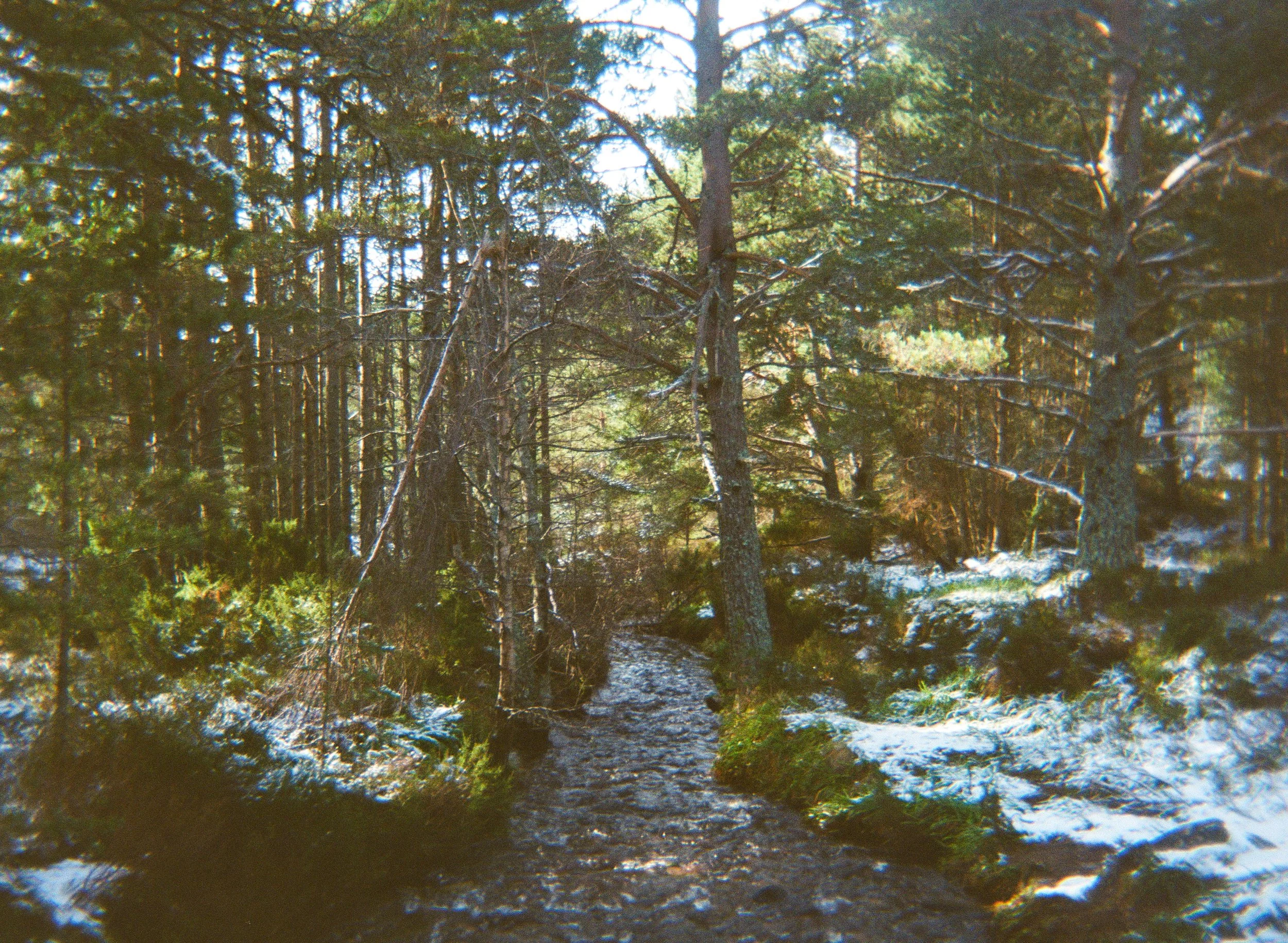 Cairngorms Film-9.jpg