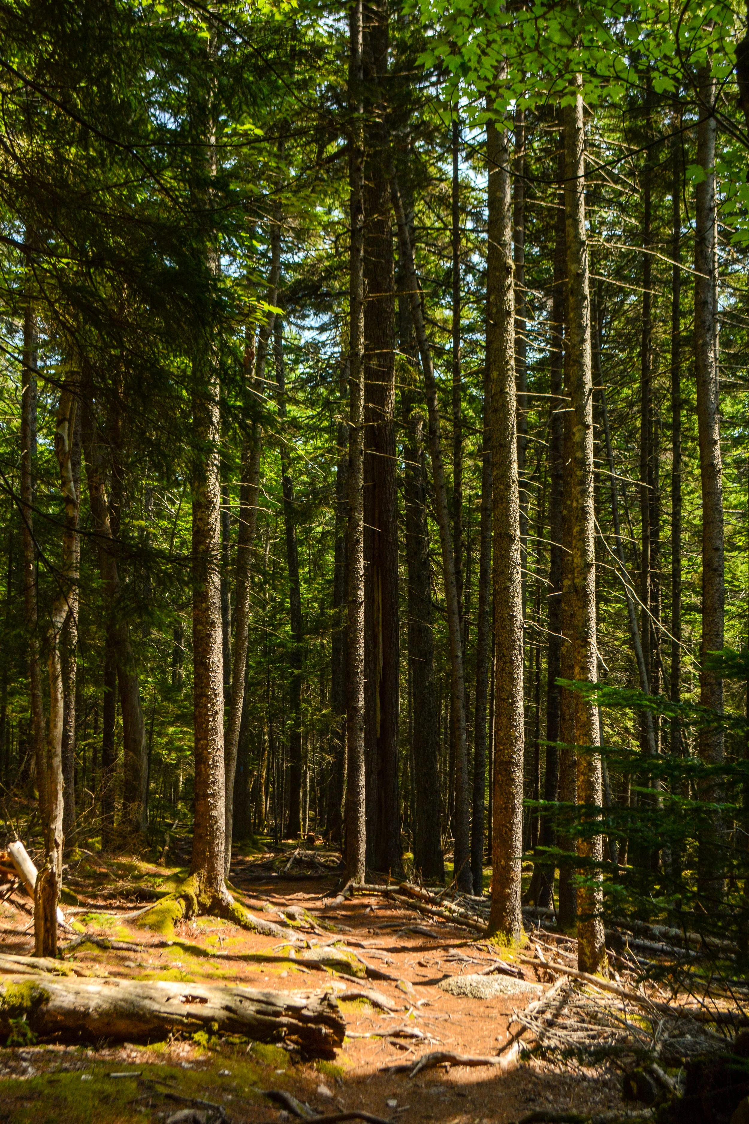 Maine-78.jpg