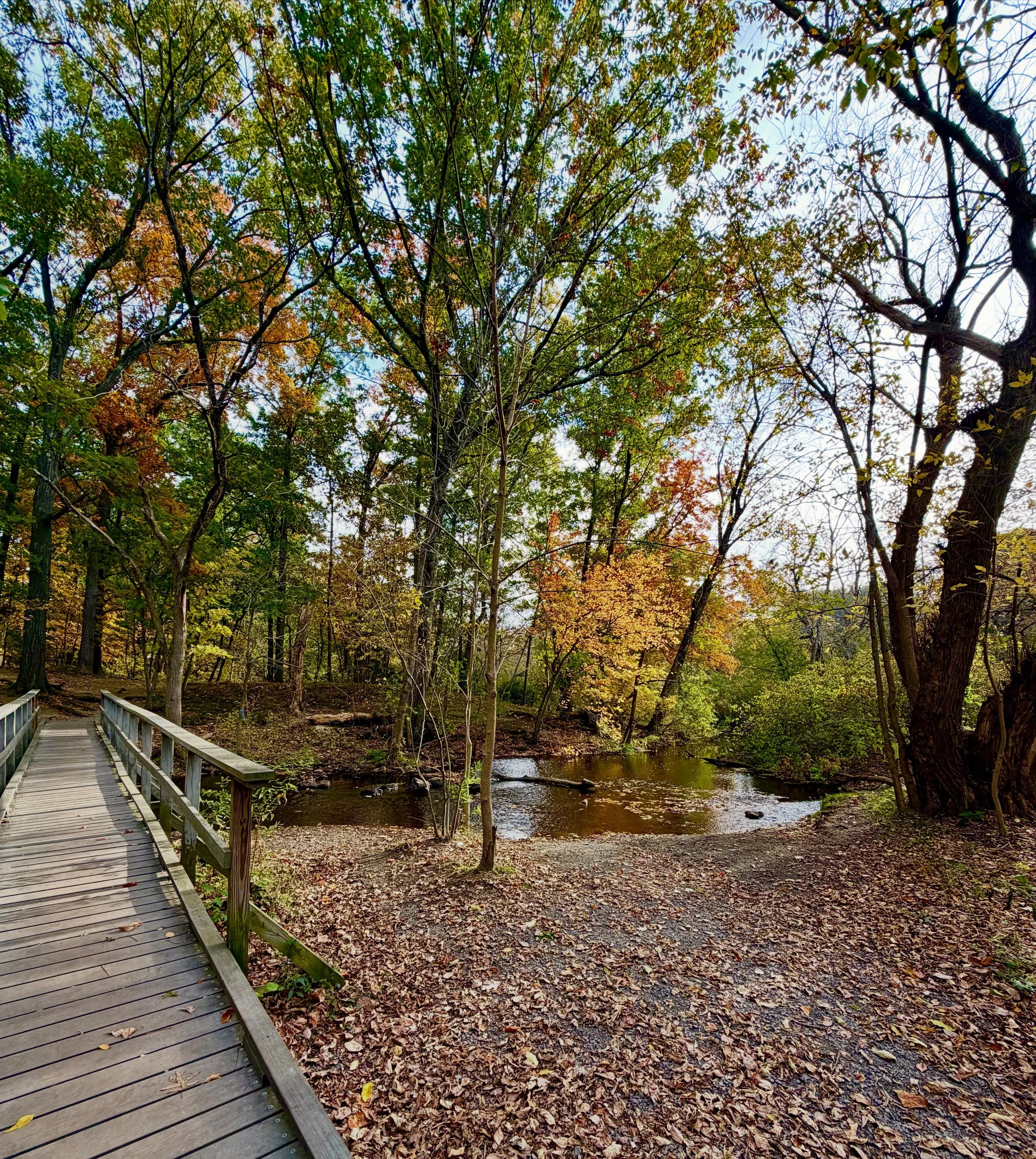 Peak foliage loading&hellip;🍂