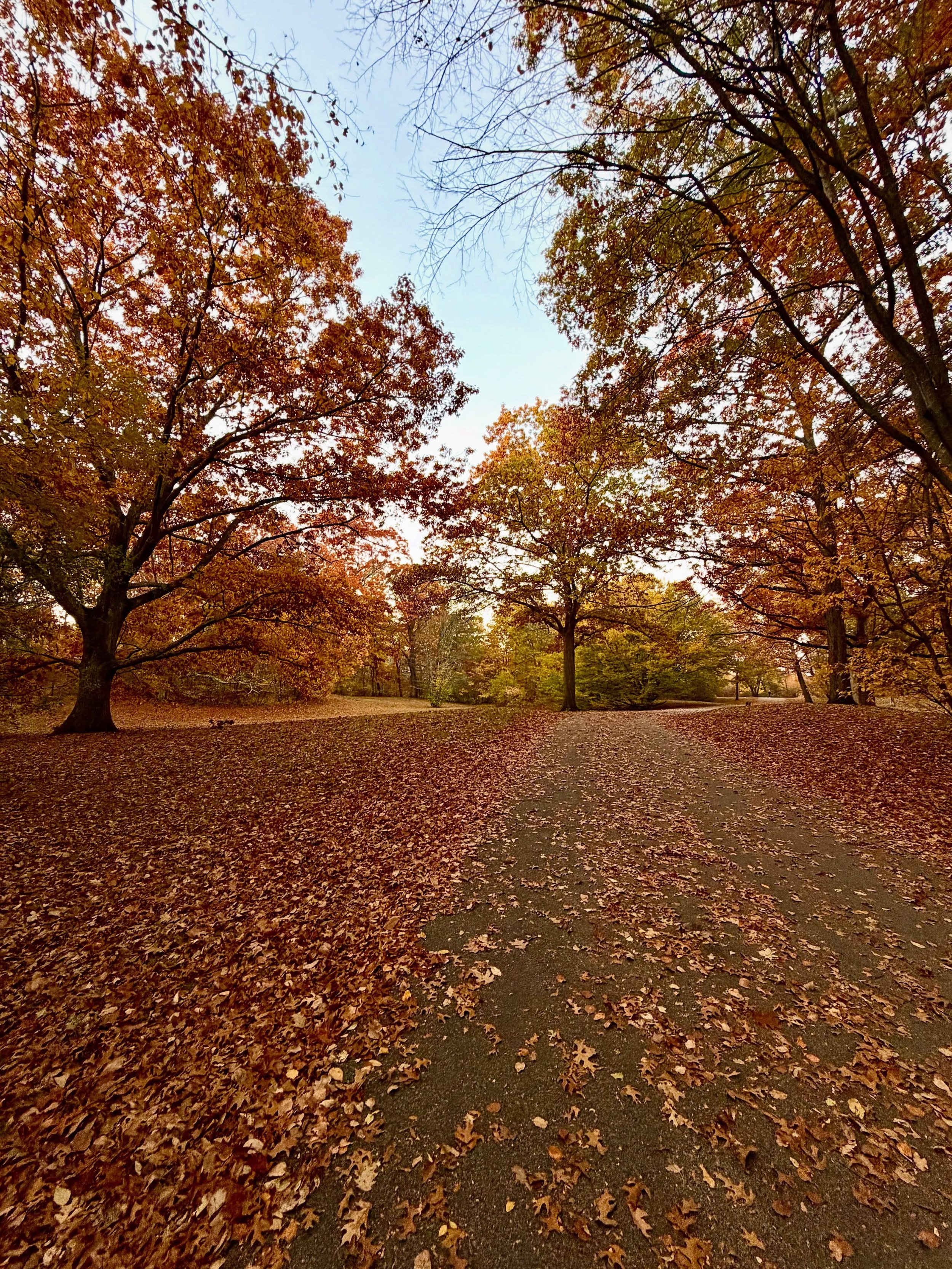 Fall mornings at Beaver Brook just hit different 🍂✨

#Waltham #WaverleyOaks #BeaverBrookReservation #FallFoliage #OfficePark