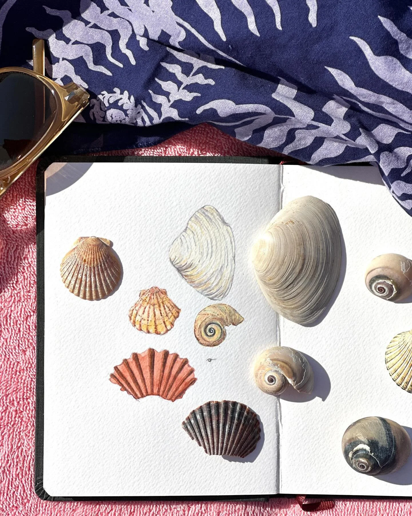 Watercolor seashell studies including a Surf Clam, Bay Scallop and Shark&rsquo;s Eye✨👁️