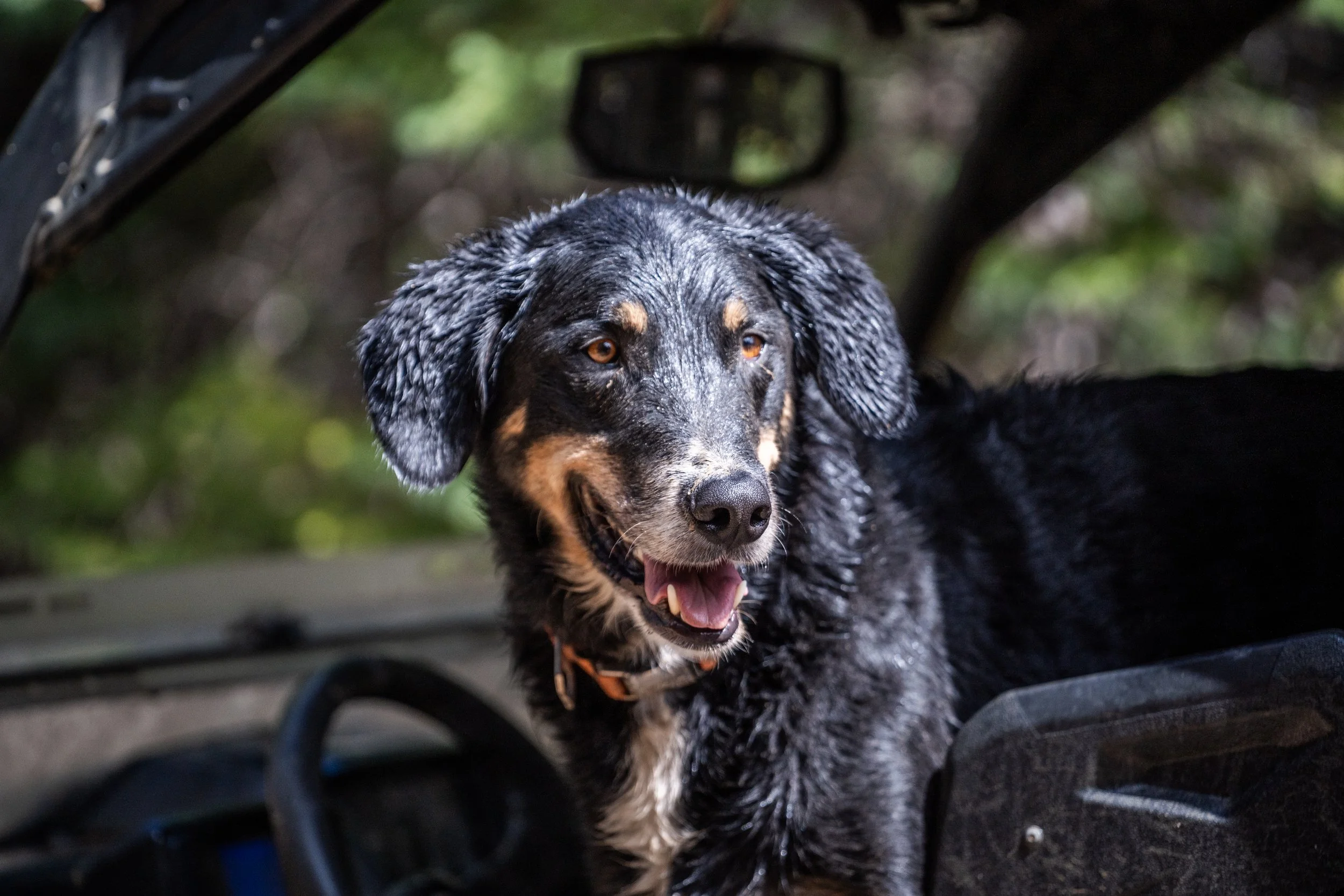 A wet black and tan dog with floppy ears sitting inside a vehicle, with a blurred outdoor background.